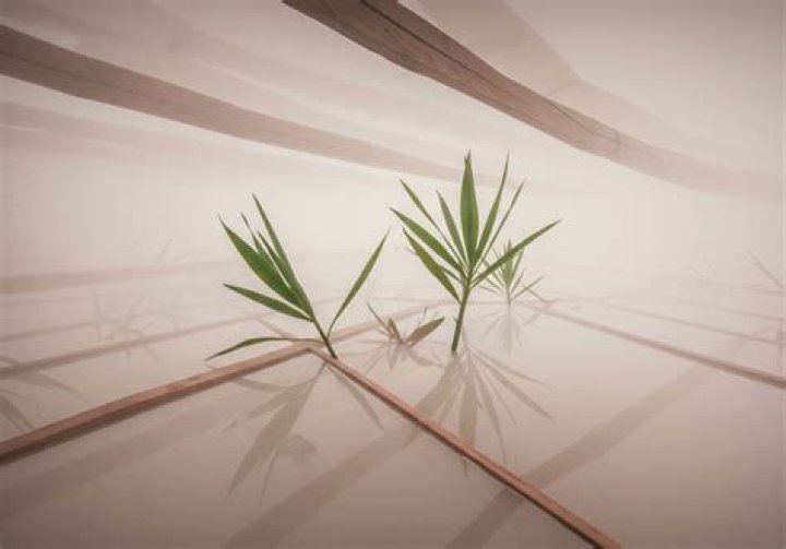 Delving into the Shocking Stuttgart Samurai Sword Attack: Understanding the Impact of the Viral Video