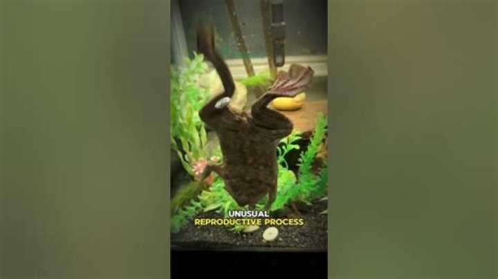 Frog birth in Video Viral Sparks Controversy on twitter