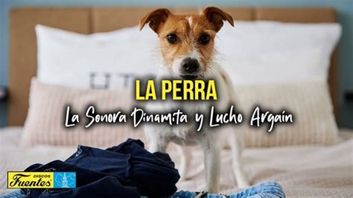 La Sonora Dinamita La Perra Lyrics English Translation
