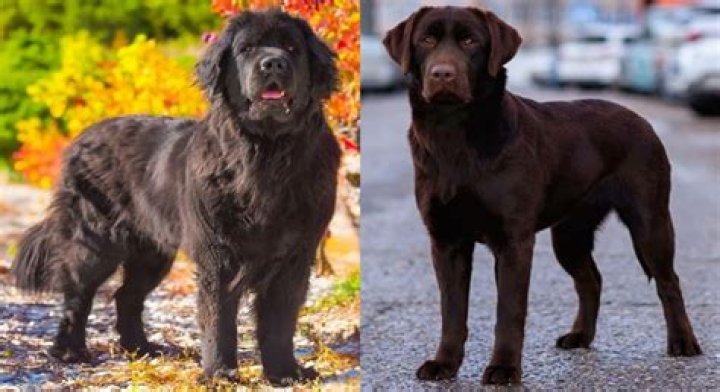 News! Craig Stapleton Died: cause of death? St. John’s, Newfoundland and Labrador’s Family and Friends Mourns