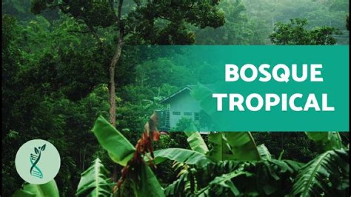 Tropical del Boske La Martina Lyrics